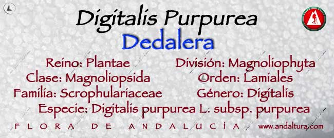 Taxonomía de Dedalera - Digitalis purpurea