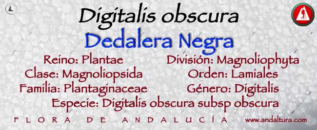 Taxonomía de Dedalera Negra - Digitalis obscura