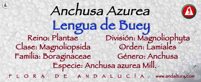 Taxonomía de Lengua de buey - Anchusa azurea