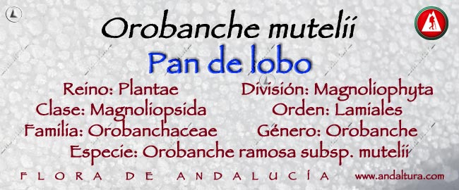Taxonomía del Pan de lobo - Orobanche mutelii