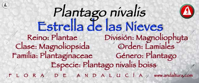 Taxonomía de la Estrella de las Nieves - Plantago nivalis