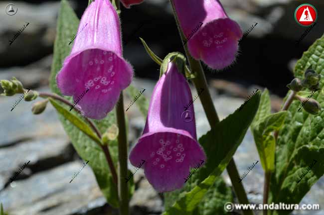 Flores de Digitalis purpurea - Dedalera