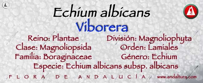 Taxonomía de Viborera - Echium albicans