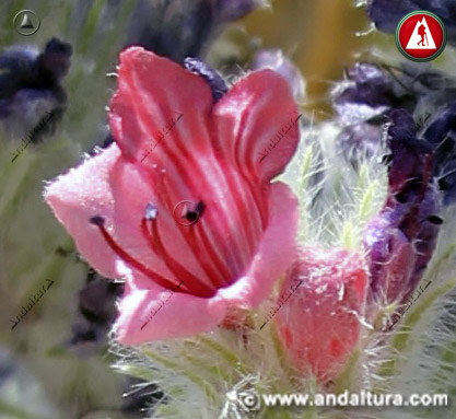 Flor de Echium albicans