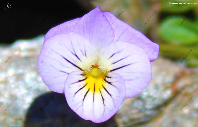 Detalle de Violeta de la Sierra - Viola crassiuscula
