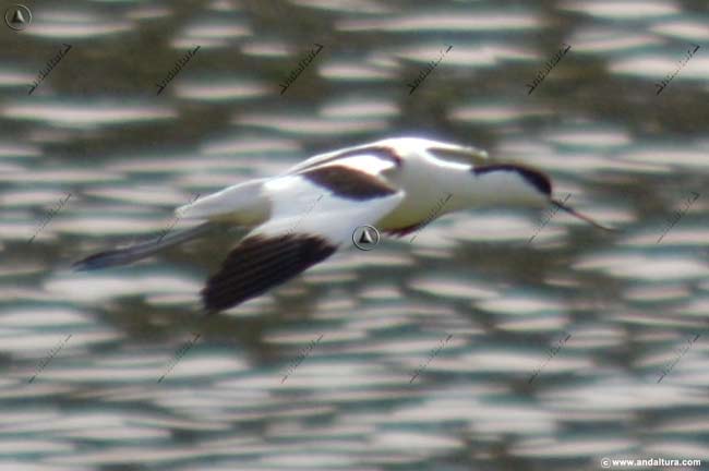Avoceta - Recurvirostra avosetta - volando por El Laguneto en la Reserva Natural Laguna de Fuente de Piedra