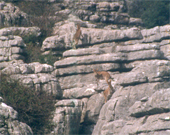 Cabras Montesas en el Torcal de Antequera
