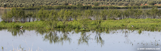 Cigueñuela - Himantopus himantopus - en la Laguna de la Ratosa
