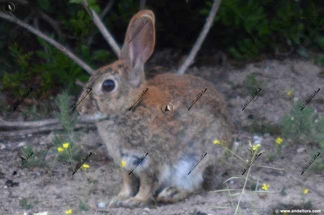 Conejo común - Oryctolagus cuniculus - en el entorno de Fuente de Piedra
