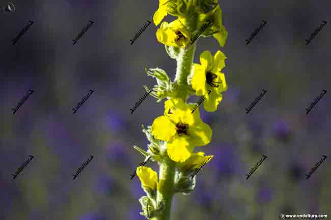 Gordolobo - Verbascum rotundifolium