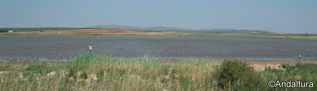 Laguna Dulce - Ruta de Senderismo y Ornitológica por las Lagunas de Campillos