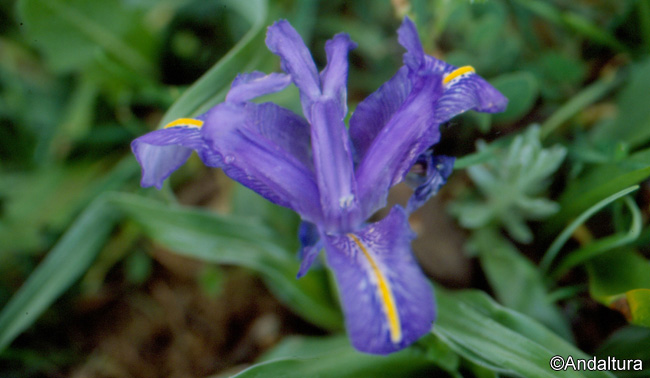 Lirio silvestre - Iris planifolia