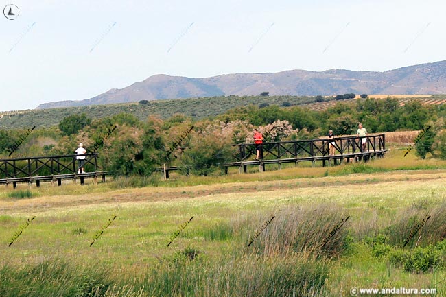 Senderistas recorriendo la pasarela del Sendero de las Albinas en Fuente de Piedra