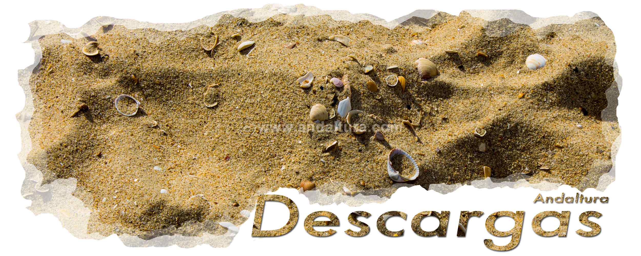 Conchas y arena de Marismas -Cabecera de la zona de descargas de archivos gratis de Andaltura