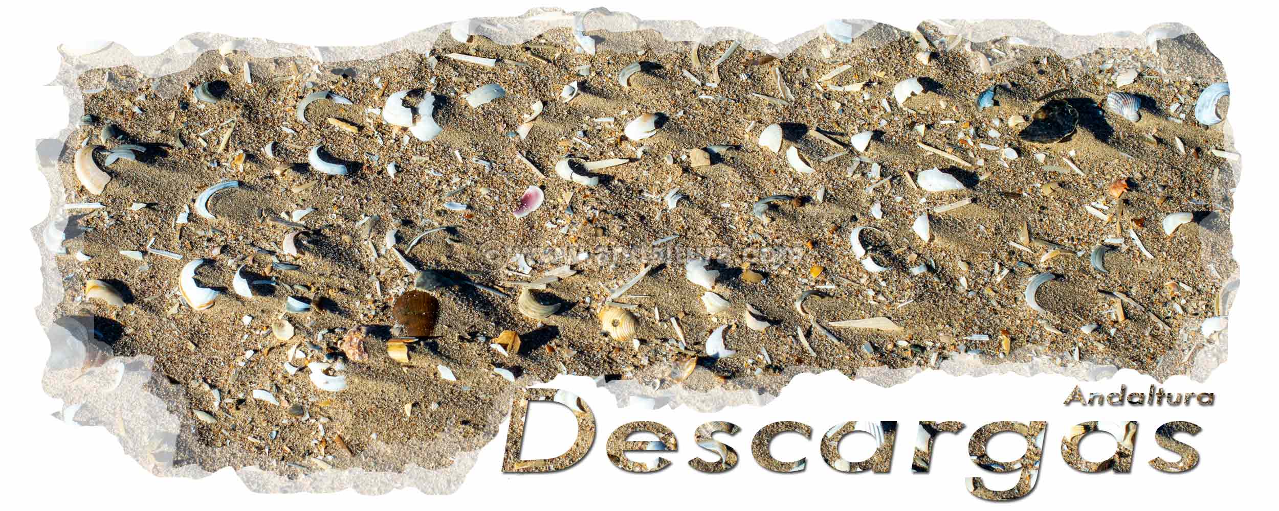 Conchas en arena de playa - Cabecera de Descargas de archivos de Andaltura
