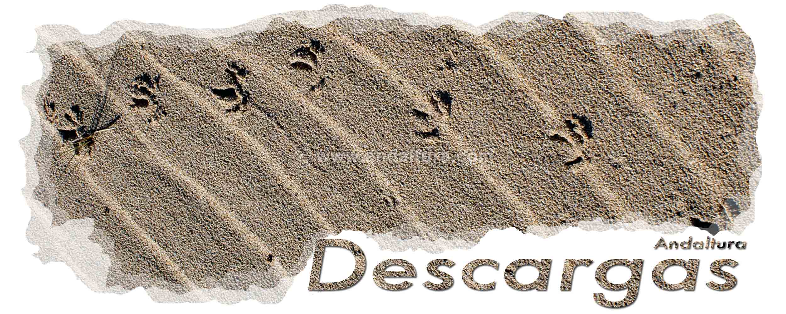 Huellas en arena de dunas en playas - Cabecera archivos de descarga de Andaltura