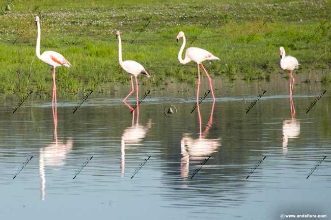 Flamencos rosas en al Laguna de la Ratosa - Ruta ornitológica y de Senderismo por Alameda Málaga