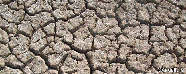 Tiempo de sequía en la Laguna de la Castañuela