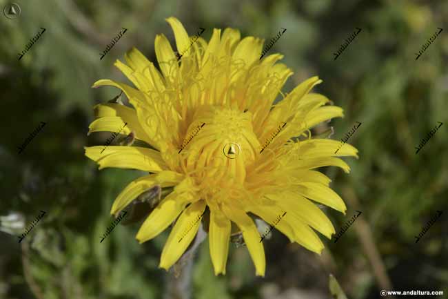 Cursos de flora de Sierra Nevada - Recorridos botánicos en Sierra Nevada