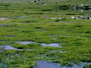 Endemismos en los borreguiles de las Lagunas de Sierra Nevada