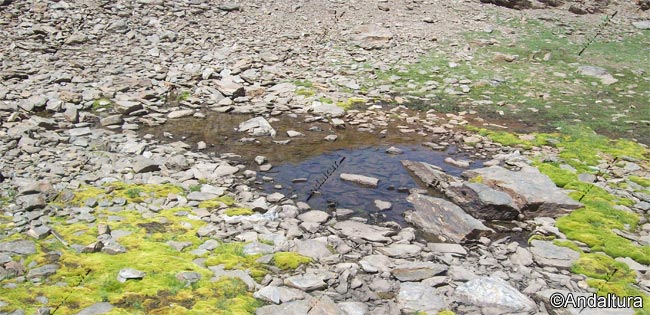 Lagunillo casi seco en el Valle de Dílar