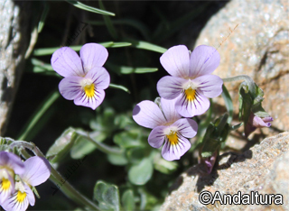 Viola crassiuscula - Violeta de Sierra Nevada