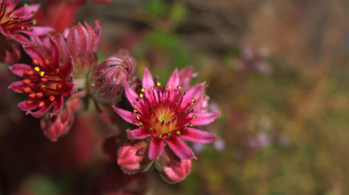 GIF Siempreviva de Sierra Nevada- Feliz año 2021