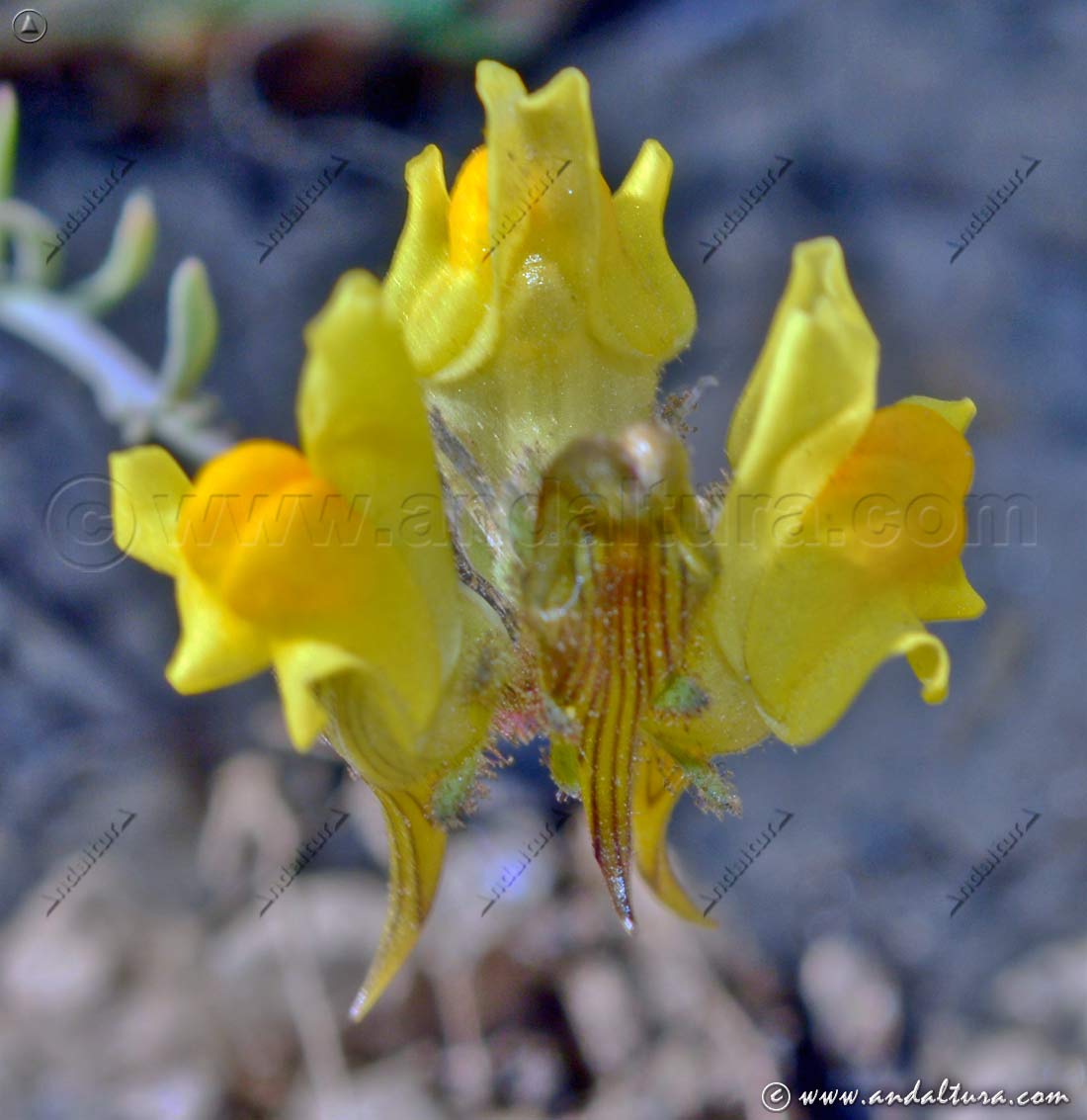 Linaria verticillata - Endemismo Peninsular