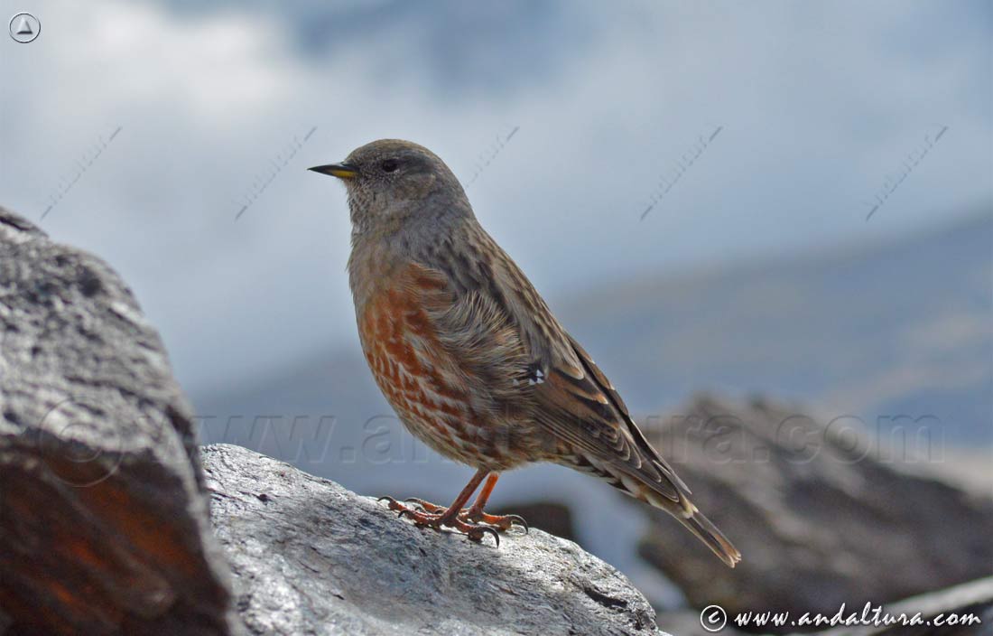 Ornitología en Andalucia - Alta Montaña -