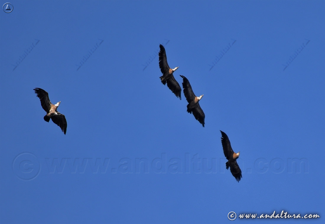 Grupo de Buitres Leonados sobrevolando el Parque Natural de Despeñaperros