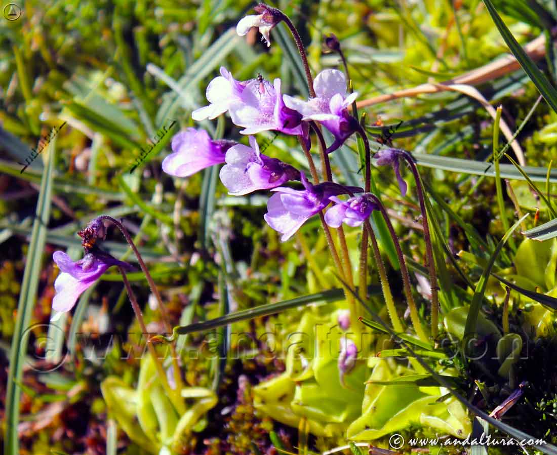 Grupo de flores de Tiraña de Sierra Nevada - Pinguicula nevadensis