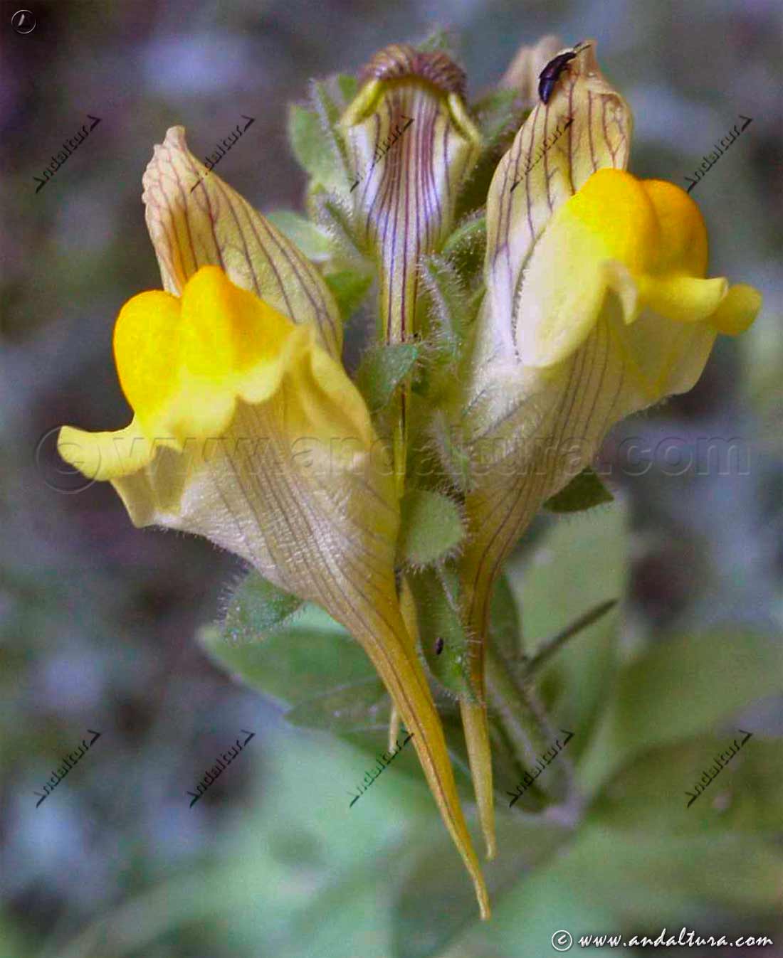 Linaria Hirta -Conejitos - Endemismo Peninsular -