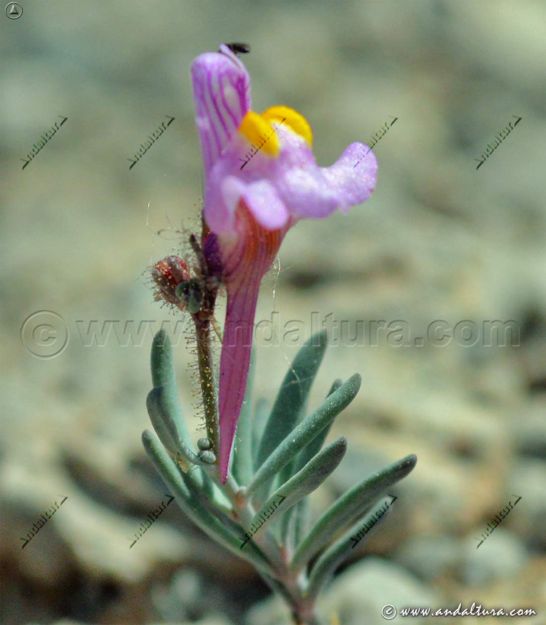 Linaria Saturejoides - Endemismo de Andalucía