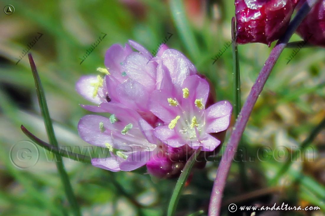 Detalle de Flores de Armeria Splendens - Endemismo de las Lagunas de Sierra Nevada