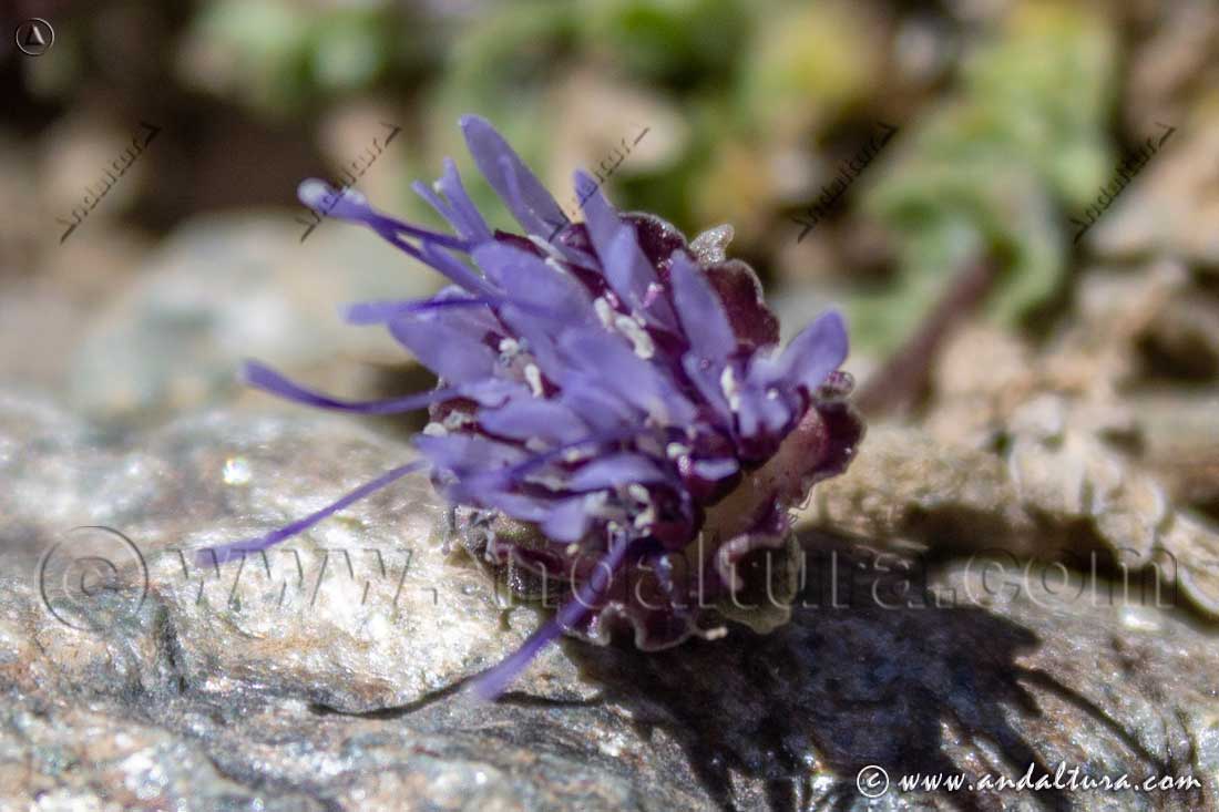 Flor de Jasione amethystina - Botón azul de Sierra Nevada