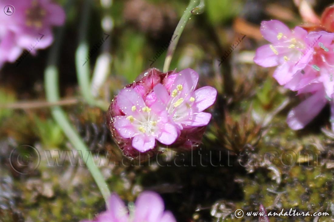 Flores de Armeria Splendens - Endemismo de las Lagunas de Sierra Nevada