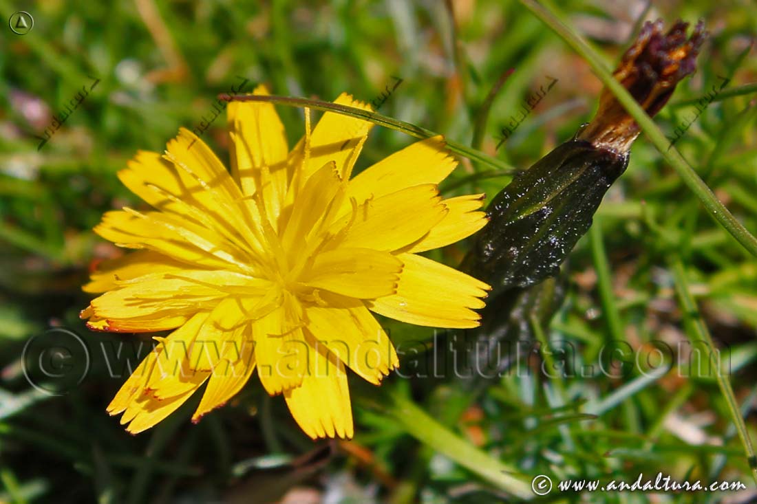 Flor de Scorzoneriodes microcephala
