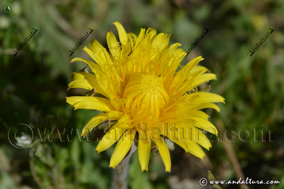 Detalle flor de Scorzoneriodes microcephala