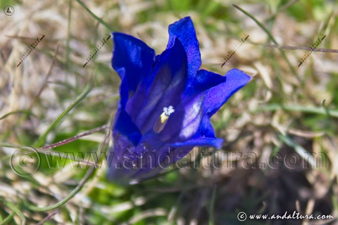 Flor Gentiana alpina - Genciana azul