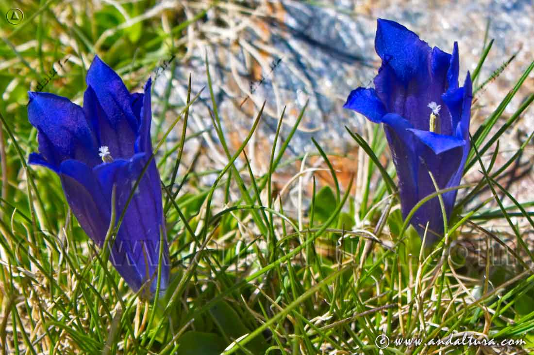 Flores Gentiana alpina - Genciana azul
