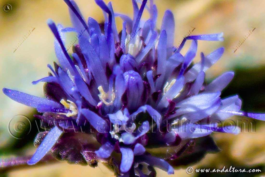 Jasione amethystina - Botón azul de Sierra Nevada - Endemismo borreguiles Sierra Nevada