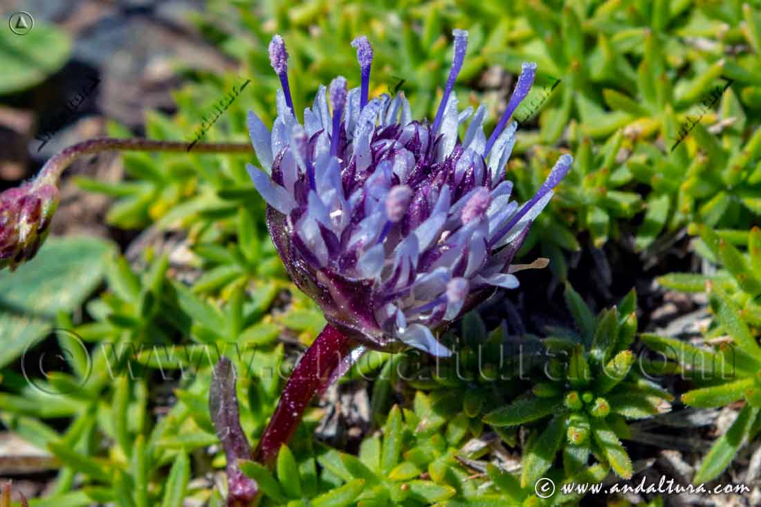 Jasione amethystina - Botón azul de Sierra Nevada