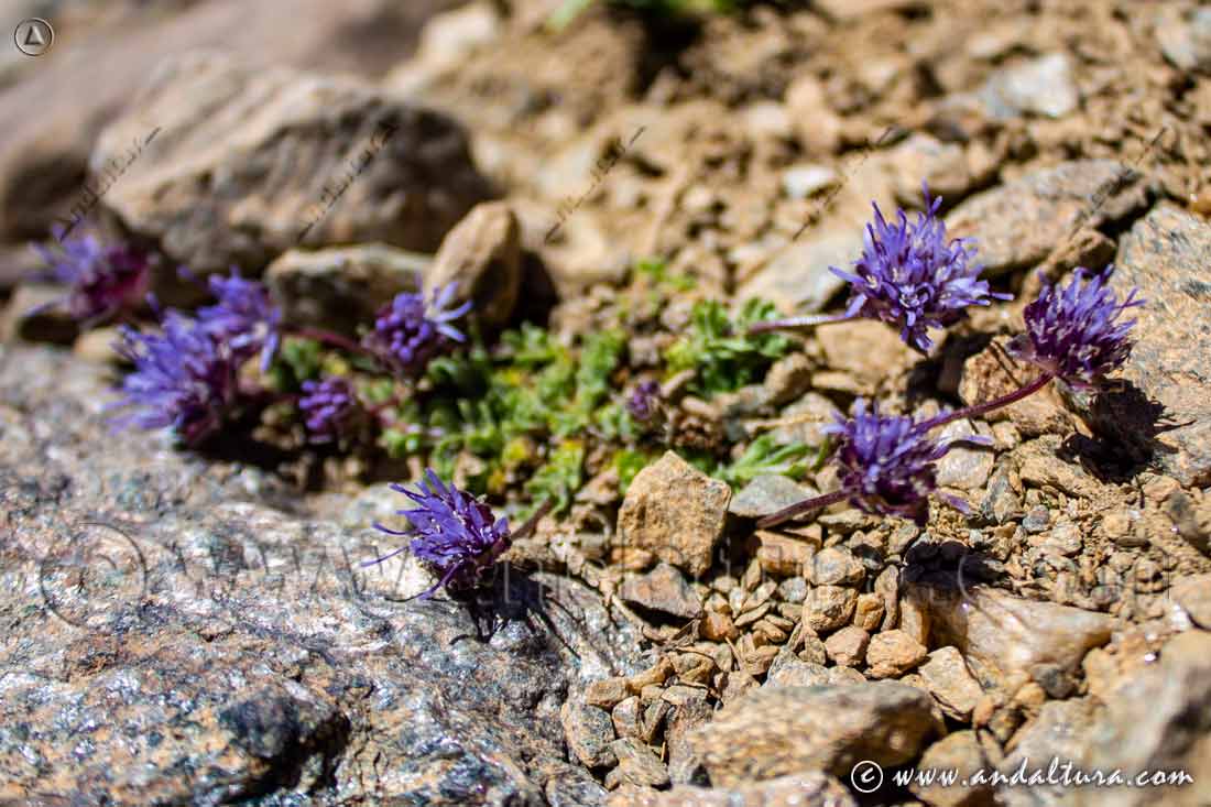 Jasione amethystina - Botón azul de Sierra Nevada
