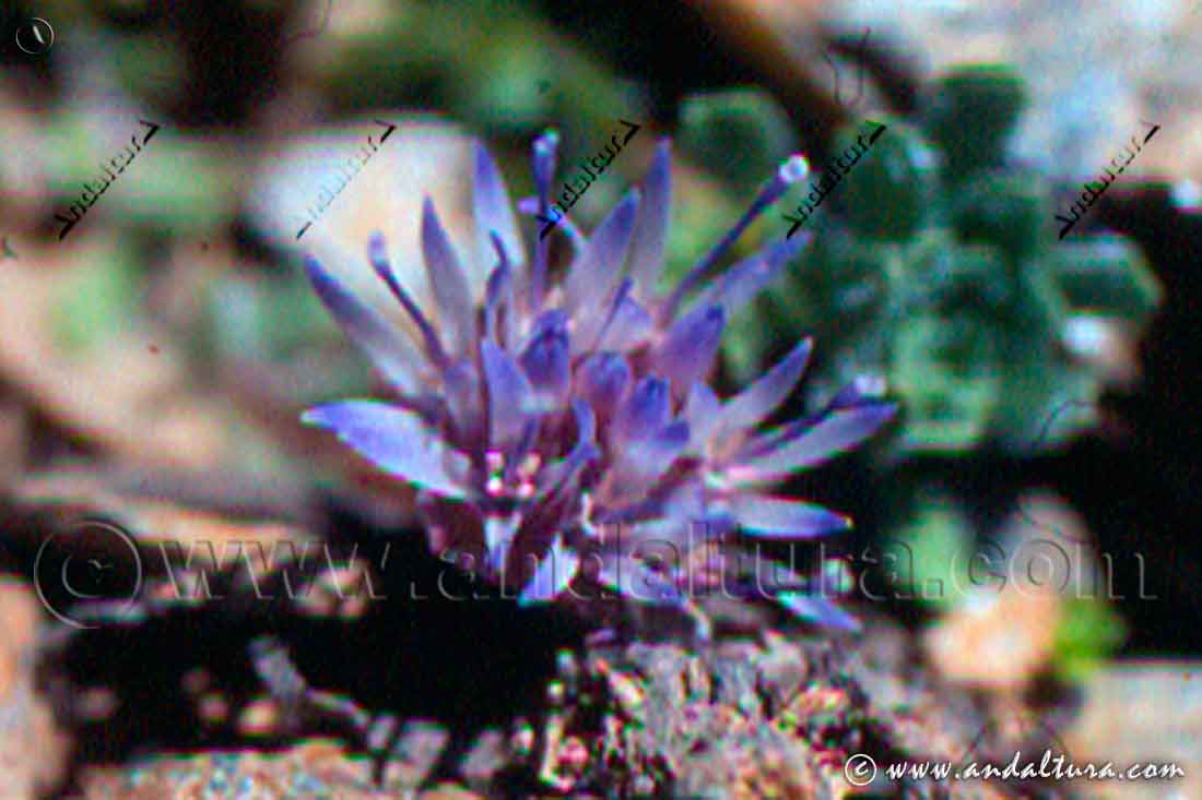 Jasione amethystina - Botón azul de Sierra Nevada