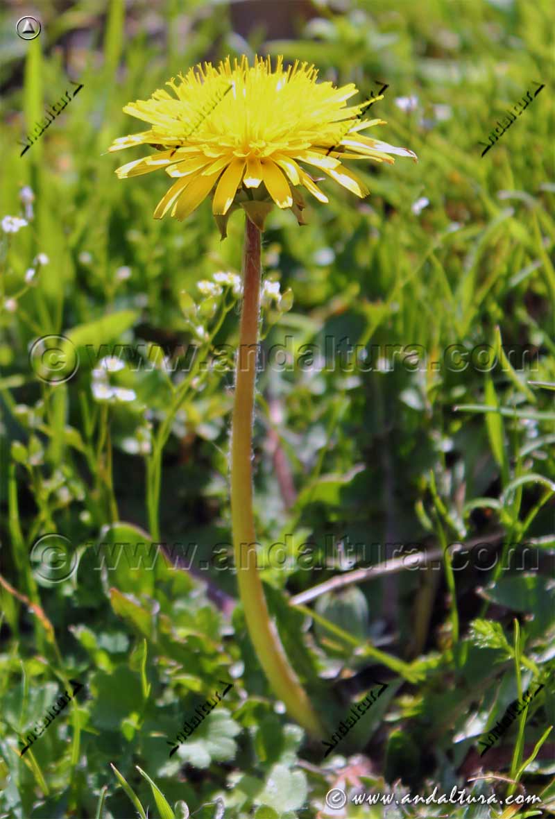 Planta Scorzoneriodes microcephala - Endemismo de Sierra Nevada