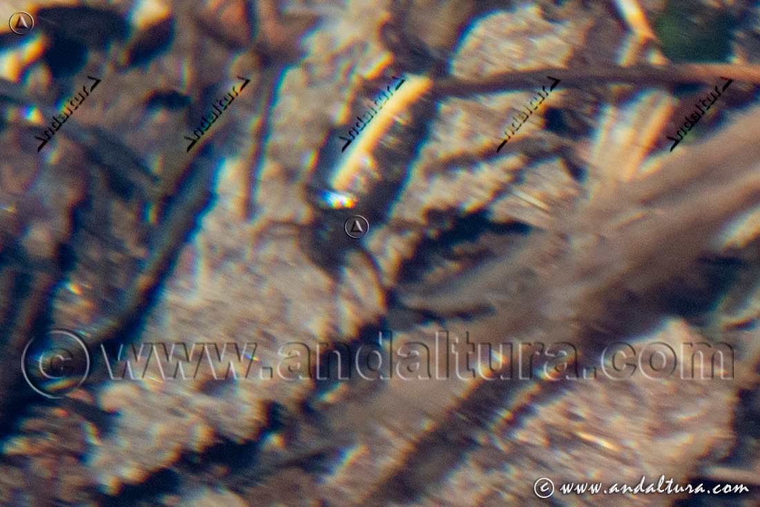 Tricópteros arroyos de alta montaña Sierra Nevada