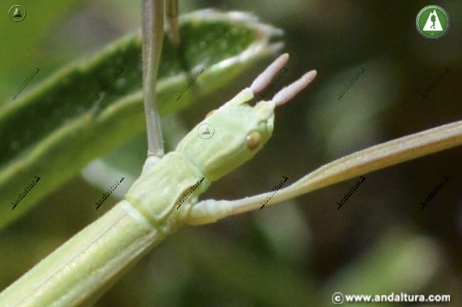 Leptynia hispanica - Insecto palo - detalle cabeza
