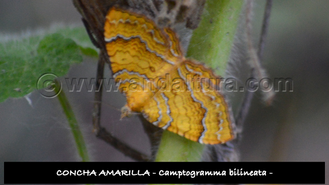 Concha Amarilla - Camptogramma bilineata