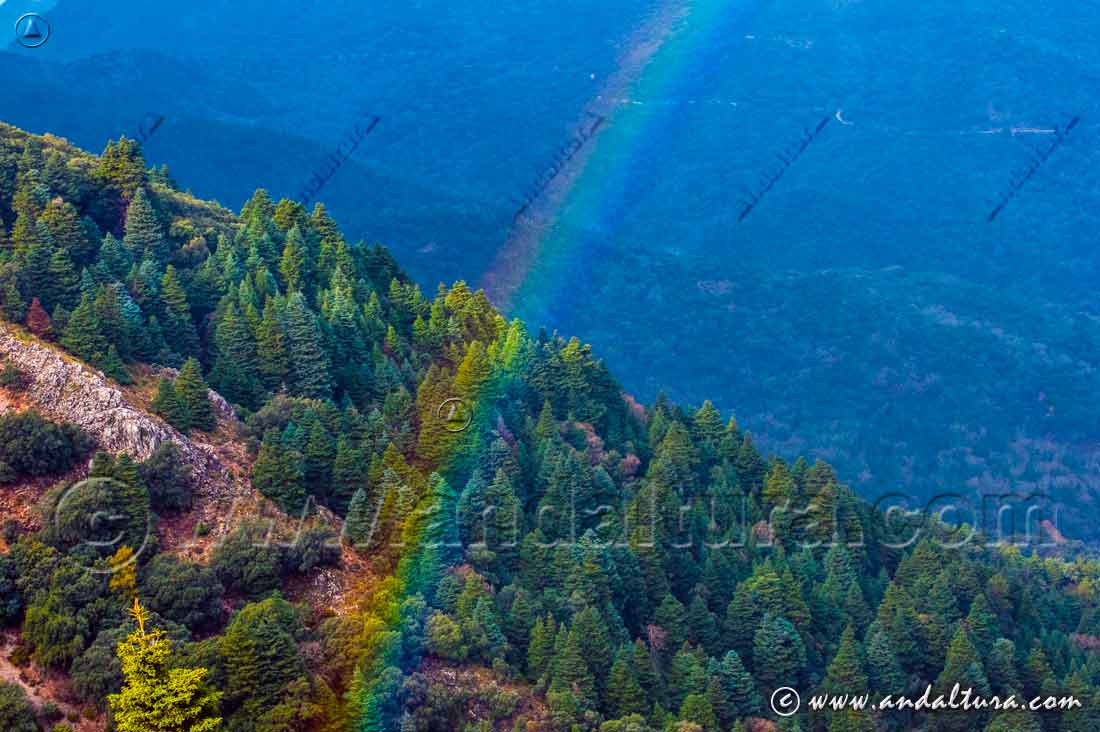 Clima del Parque Natural Sierra de Grazalema - Arco iris sobre el pinsapar de la Sierra de las Cumbres