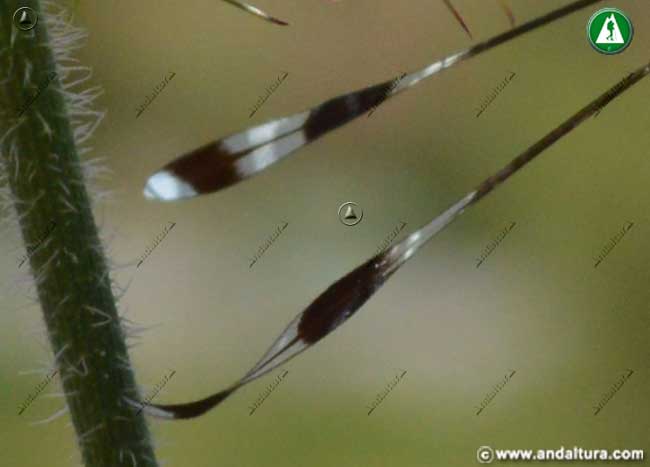 Detalle alas traseras Nempotera bipennis - Duende